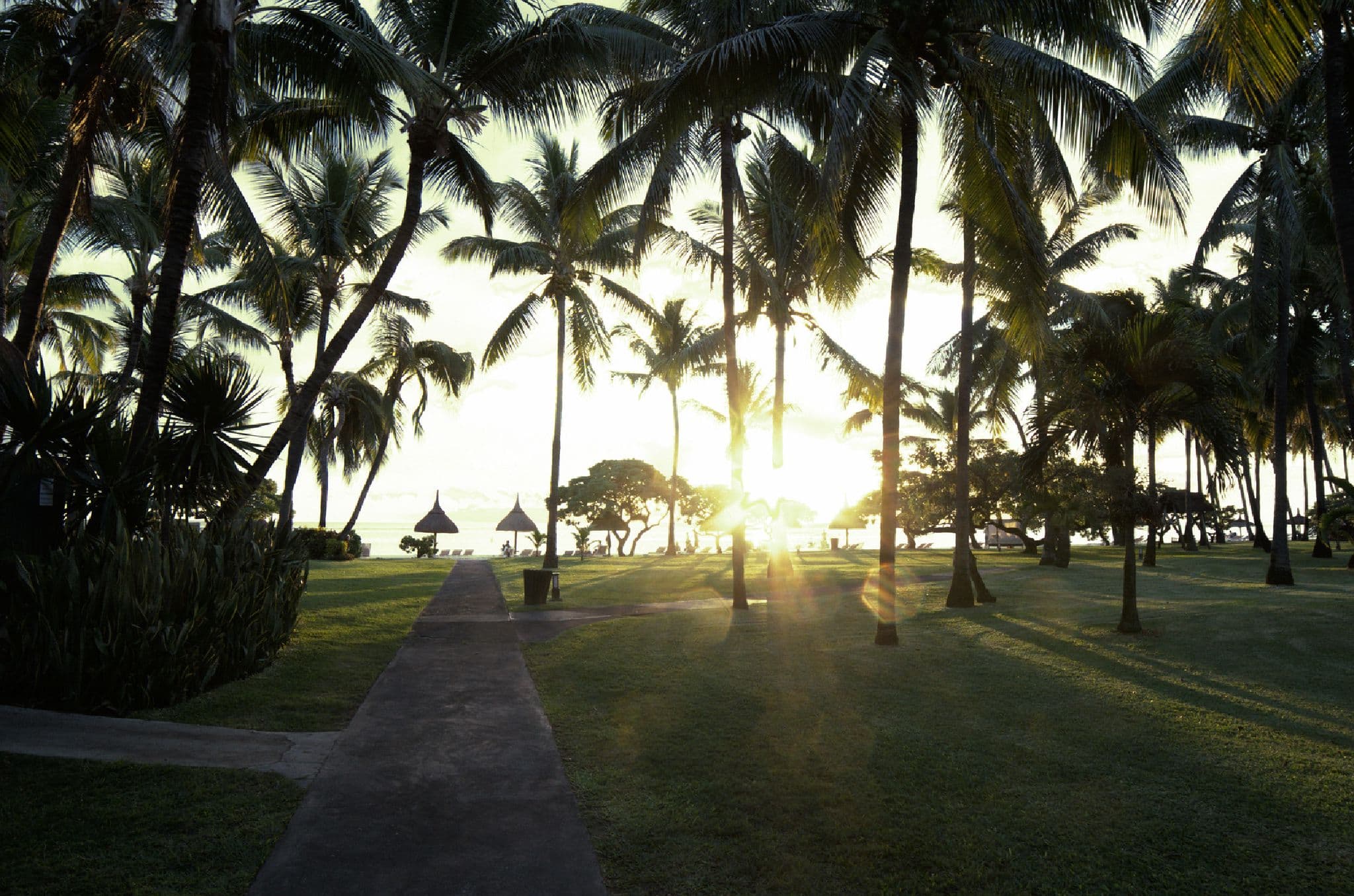 Palm trees and the sunset in Mauritius
