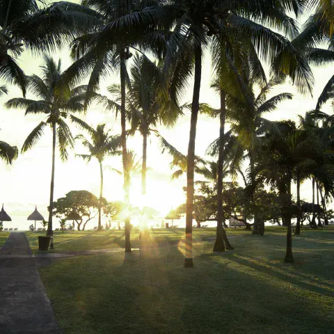 Palm trees and the sunset in Mauritius