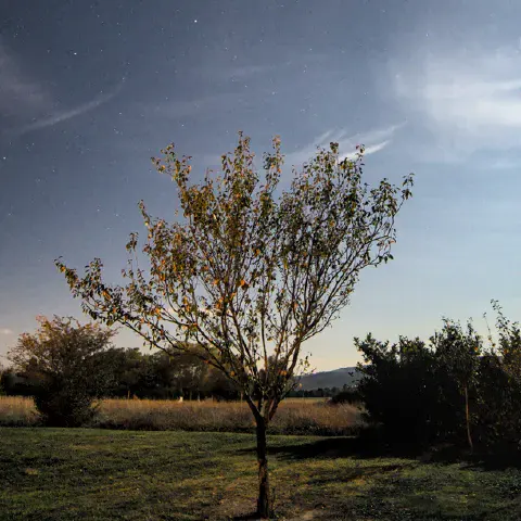 A tree by night